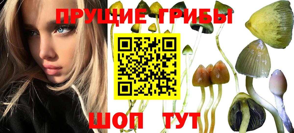 Глазов  Псилоцибиновые грибы Psilocybe  Вход с VPN 